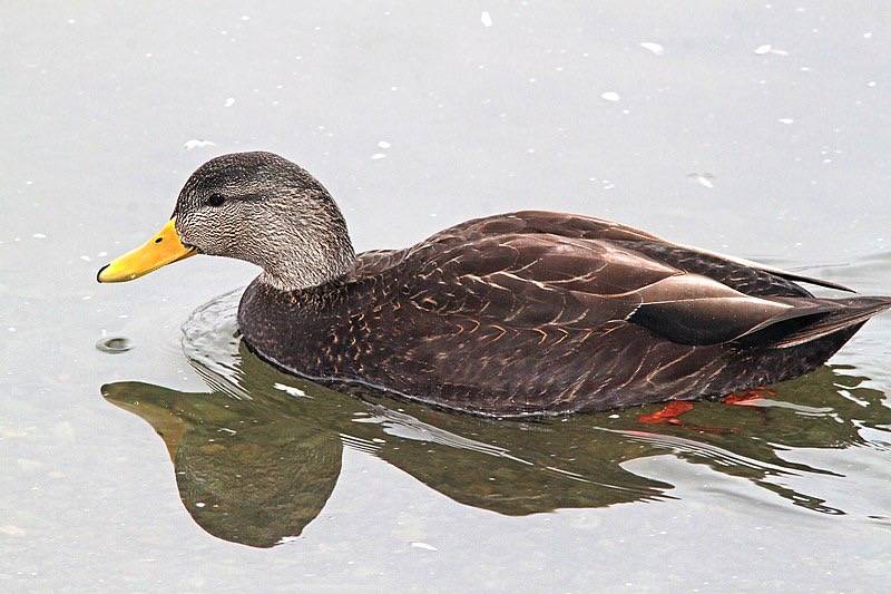 American Black-duck by ethan.gosnell2 is licensed under CC BY-SA 2.0